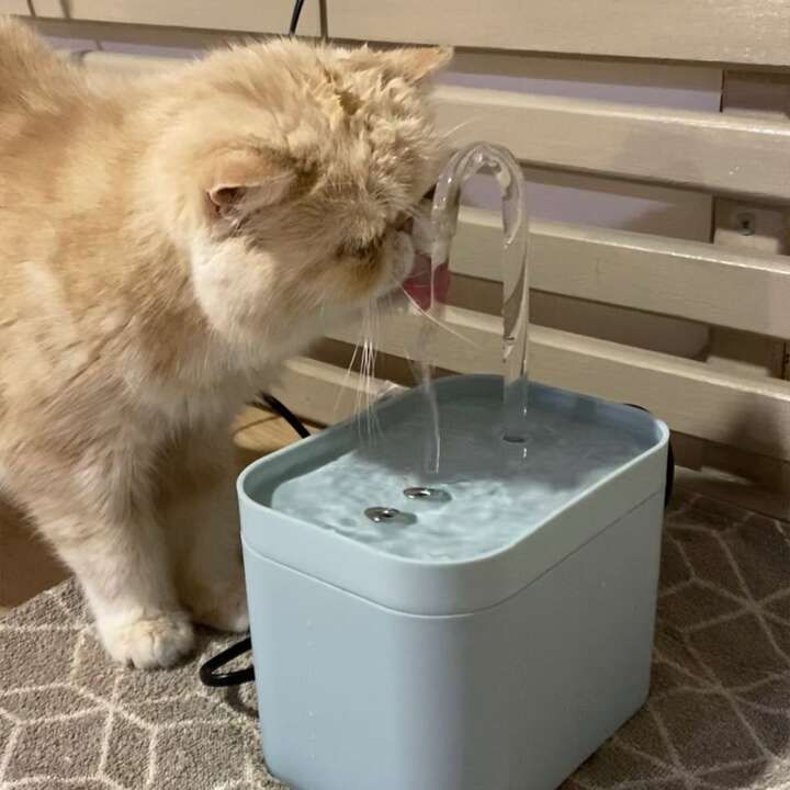 Glosrity Pet Water Fountain