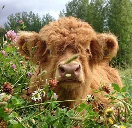 Glosrity™ Highland Cow Plush Toy